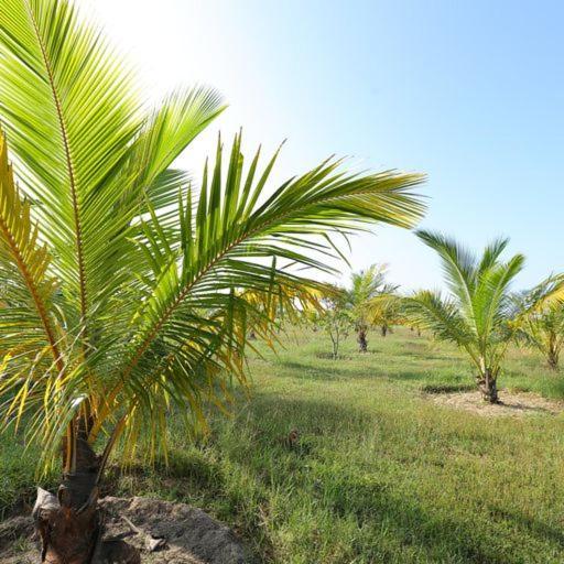 Готель Kayjay Palms Passikudah Екстер'єр фото